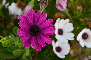 purple Osteospermum flower HD wallpaper