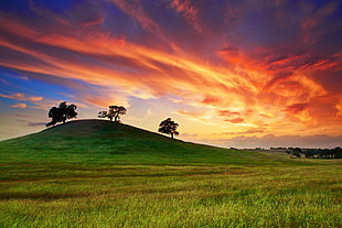 landscape photography of clear grass field with tree