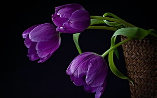 green leaf and purple petal flowers