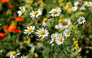 white aster flowers, nature, flowers, matricaria, daisies HD wallpaper