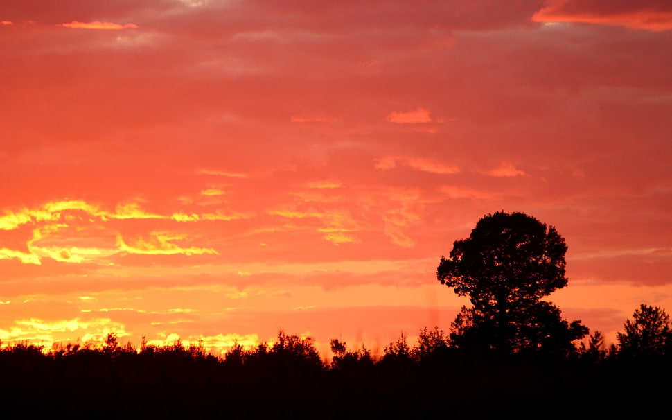 silhouette of tree, landscape, sunset HD wallpaper