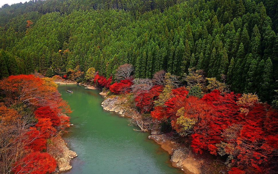 red petaled flowers, fall, river, forest, Japan HD wallpaper