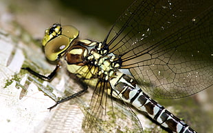 close-up photography of yellow dragonfly
