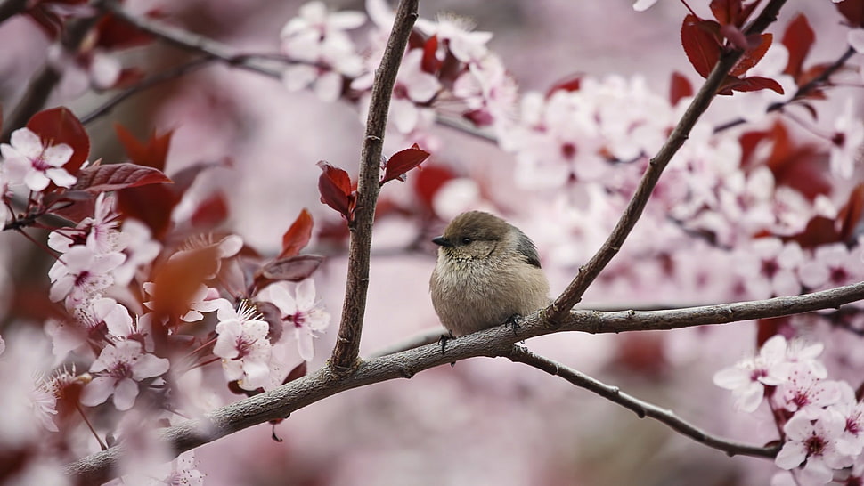 brown bird, photography, birds, cherry blossom, animals HD wallpaper