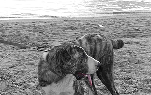 short-coat medium white, gray, and black dog with gray dog leash on sand
