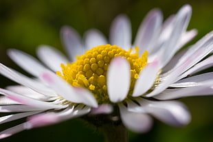 close up photography of daisy flower HD wallpaper