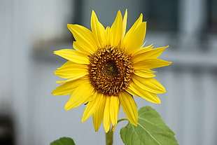 photography of sunflower HD wallpaper