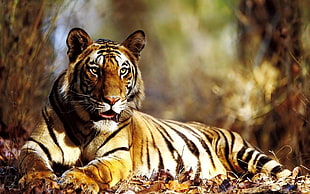 Bengal Tiger beside grass