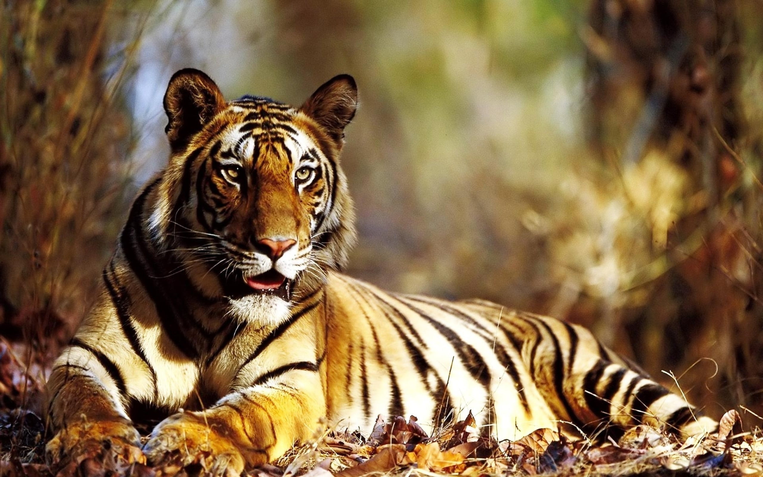 Bengal Tiger beside grass HD wallpaper | Wallpaper Flare