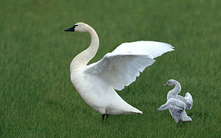 mute swan near gray newborn swan standing on grassland