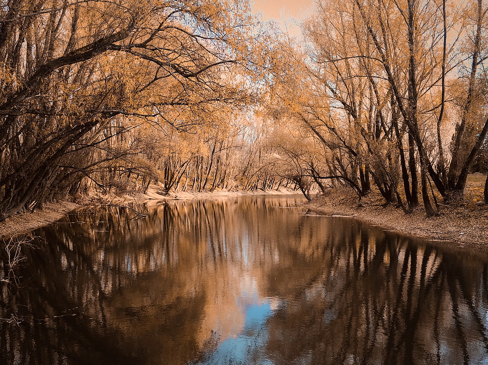 brown and black tree painting, forest, landscape HD wallpaper