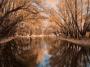brown and black tree painting, forest, landscape