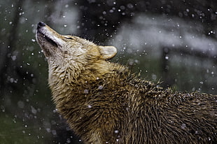 wildlife photography of wolf during winter