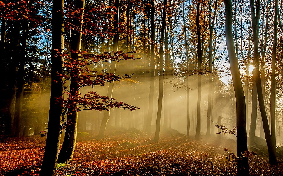 purple tree, nature, landscape, sun rays, forest HD wallpaper