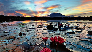 view of lotus flowers at the lake through mountain HD wallpaper