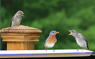 three birds, bluebird