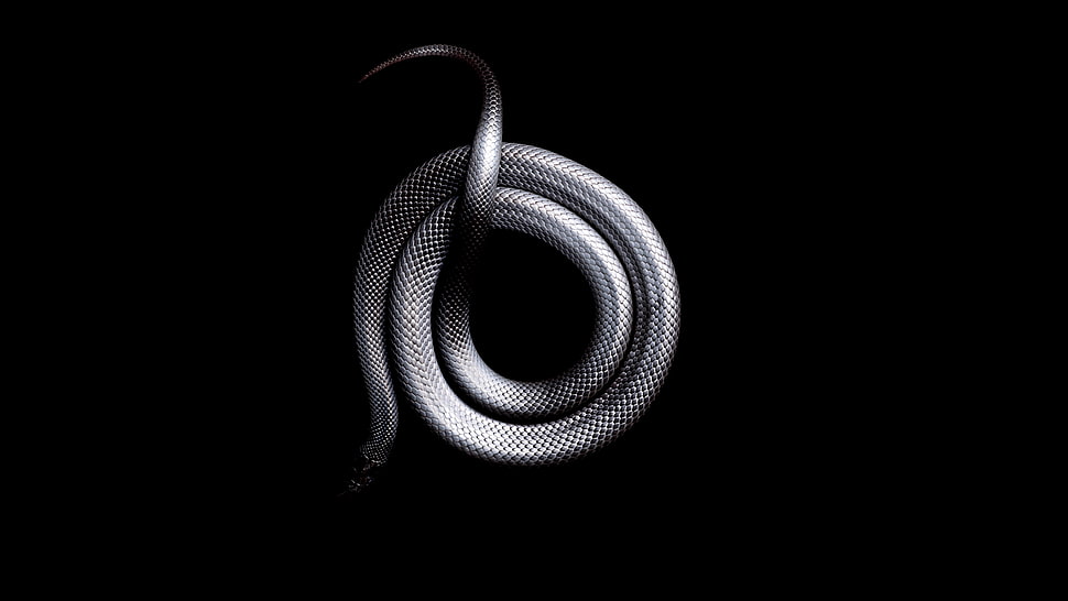 silver snake, snake, black, dark, animals HD wallpaper