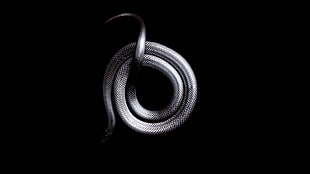 silver snake, snake, black, dark, animals HD wallpaper