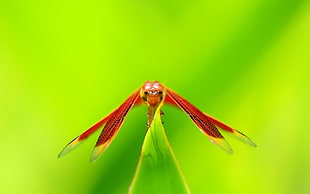 macro photography of dragon fly