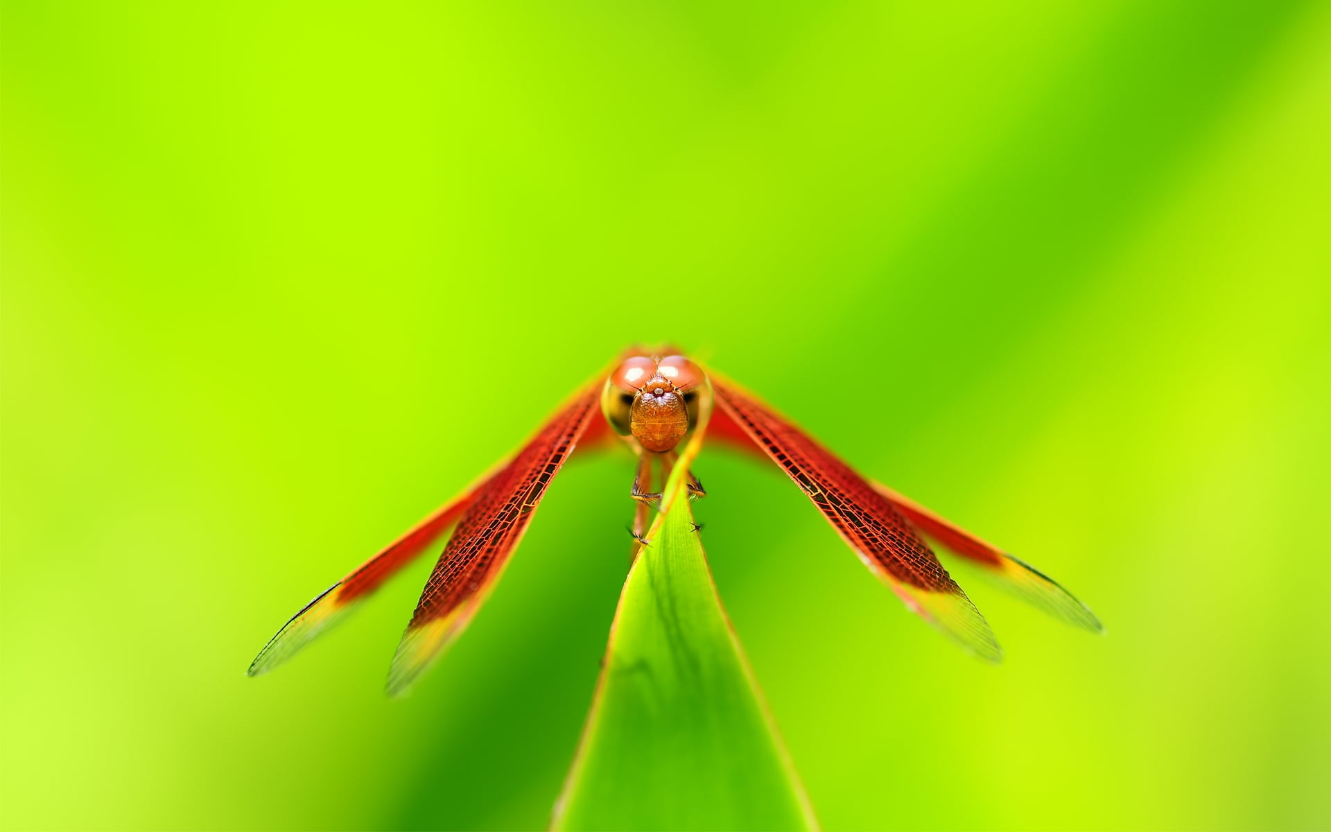 macro photography of dragon fly