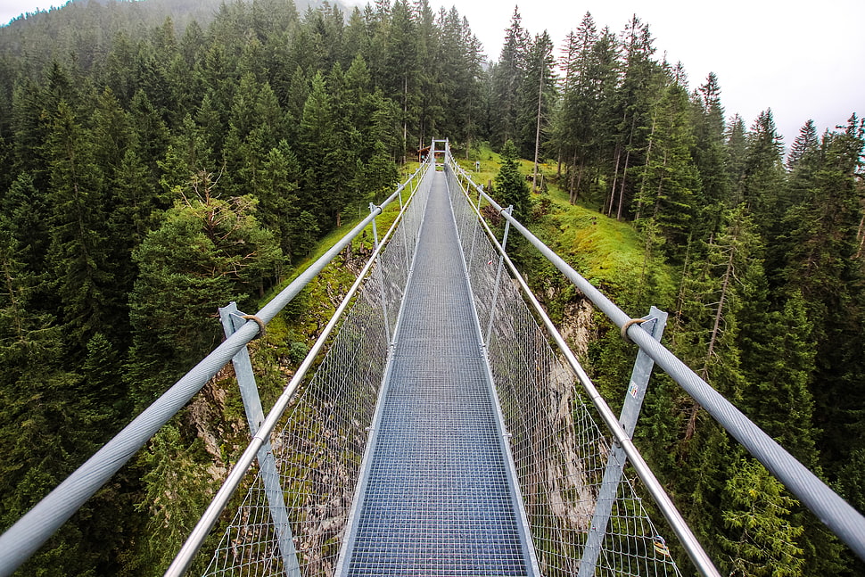 white hanging bridge, Bridge, Forest, Trees HD wallpaper