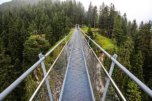 white hanging bridge, Bridge, Forest, Trees