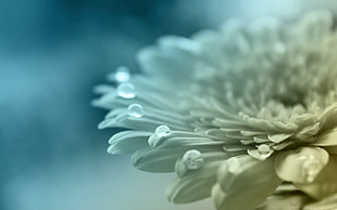 white Gerbera flower with dewdrops