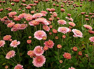 pink Chrysanthemums closeup photo at daytime HD wallpaper