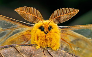 yellow moth, animals, wildlife, moths, nature HD wallpaper