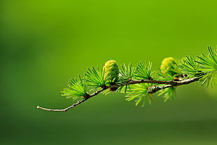 shallow focus of green pine tree leaves
