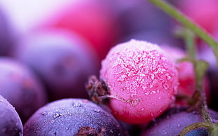 pink berry fruit, macro, plants, fruit, berries