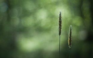 depth of field photography of two plants HD wallpaper