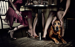 adult brown English mastiff, humor, dog, women, table