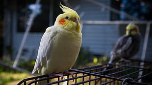 shallow focus photography of yellow-and-white cockatiel