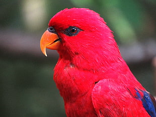 female eclectus parrot, Macaw, Parrot, Red