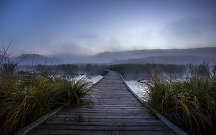 brown wooden dock, nature, landscape, mist, morning HD wallpaper