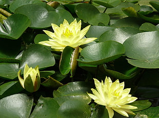 photo of yellow Lotus flower plant HD wallpaper