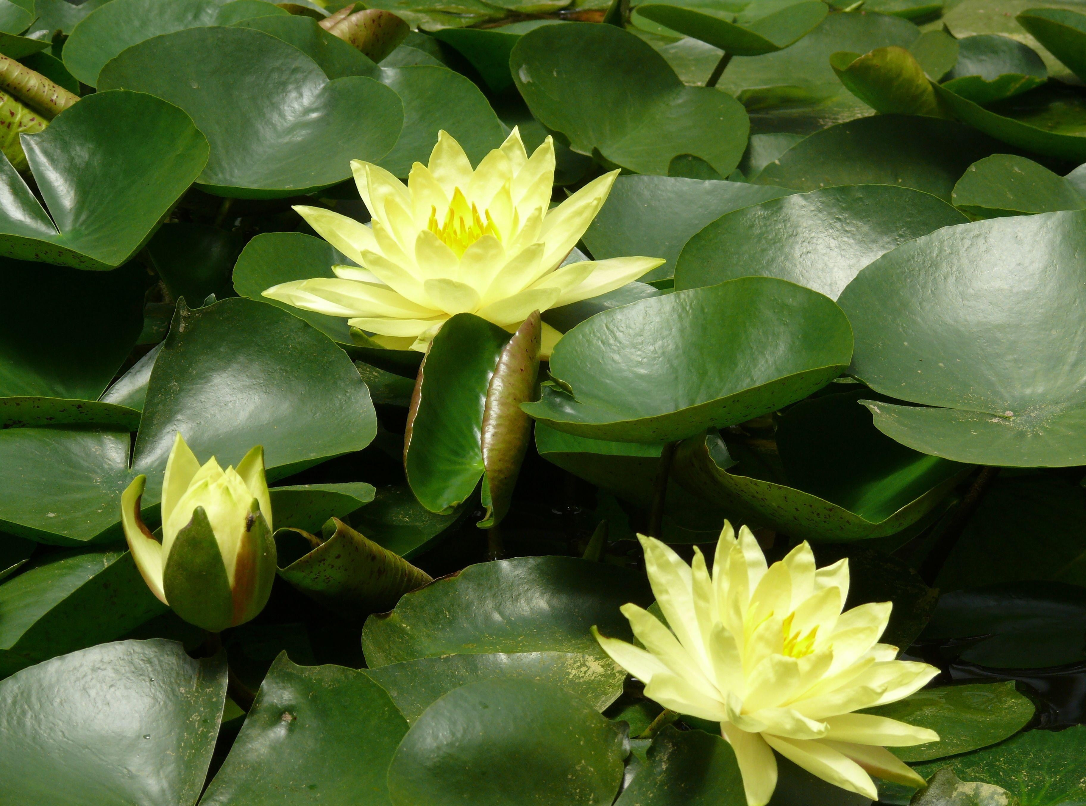 photo of yellow Lotus flower plant