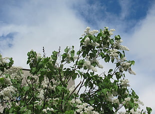 white Peejee Hydrangea flowers