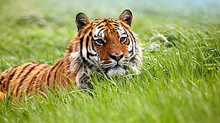 brown Bengal Tiger on grass field HD wallpaper