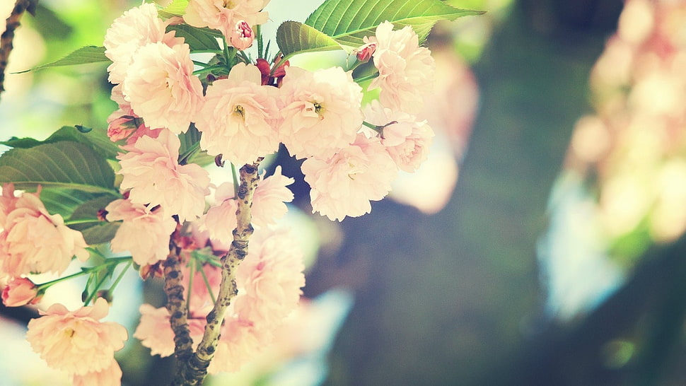 nature HD wallpaper