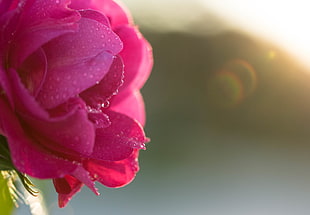 selective focus of pink flowers with water dew drop