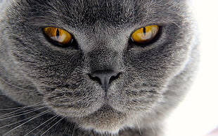 close-up photo of gray cat HD wallpaper