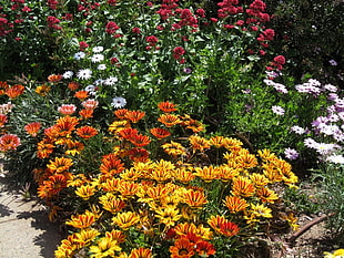 yellow-and-red gazania flowers in bloom at daytime
