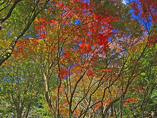 red, green, and yellow tree photo