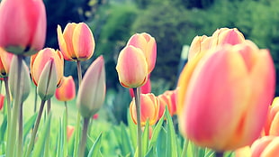 pink-and-yellow tulips, tulips, Dutch, Netherlands, flowers HD wallpaper