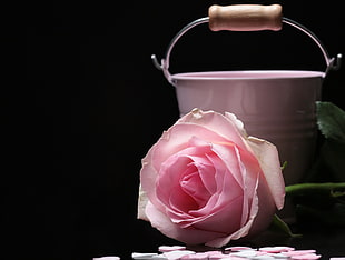 pink rose close up photography HD wallpaper