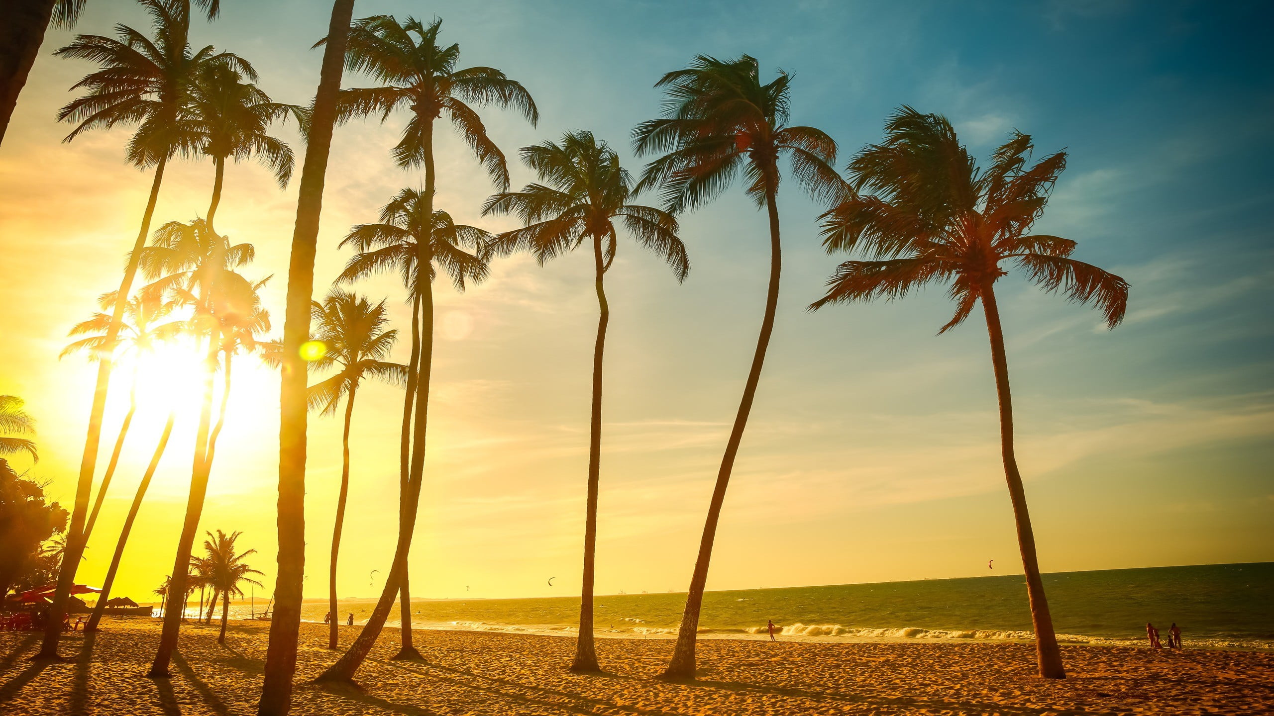 Coconut trees, landscape, tropical, beach, palm trees HD wallpaper