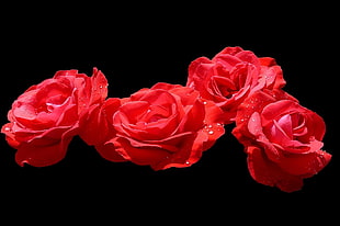 four red roses on black background