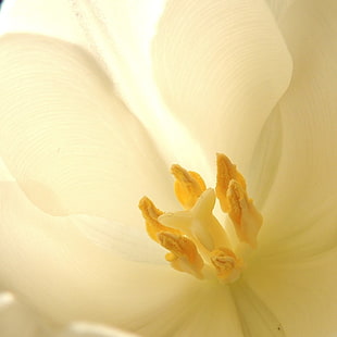 closeup photo of white Moth Orchid